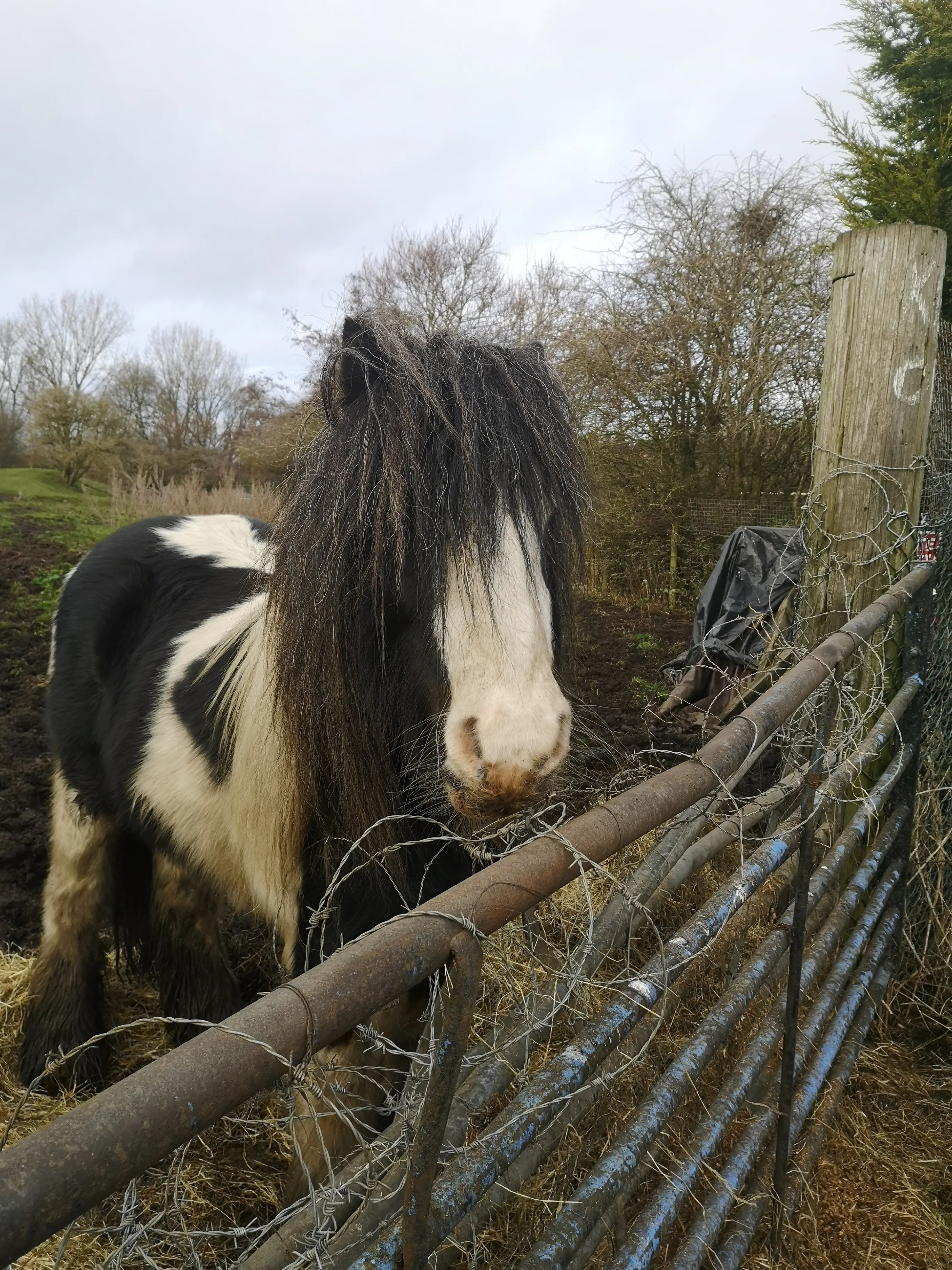 Two horses — one black and white, one brown — standing near a fence at Bumble Hole nature reserve